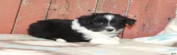 Miniature Australian Shepherd dogs for sale: Miniature Australian Shepherd 6 - Ad 2