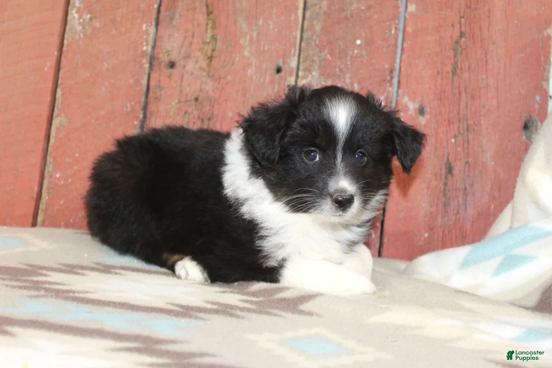 Miniature Australian Shepherd dogs for sale: Miniature Australian Shepherd 6 - Ad 2