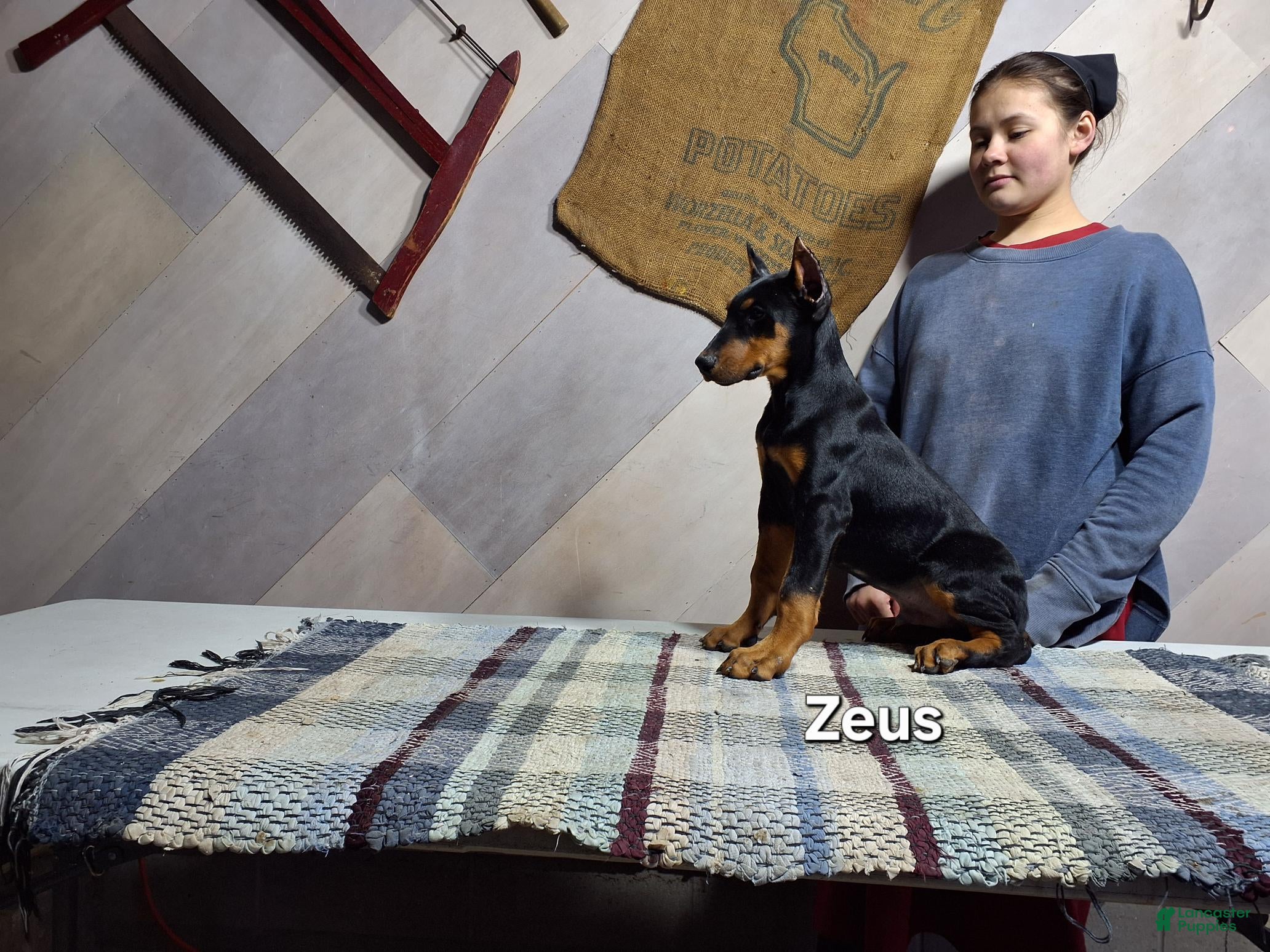 Doberman Pinscher dogs Zeus - Ad 2