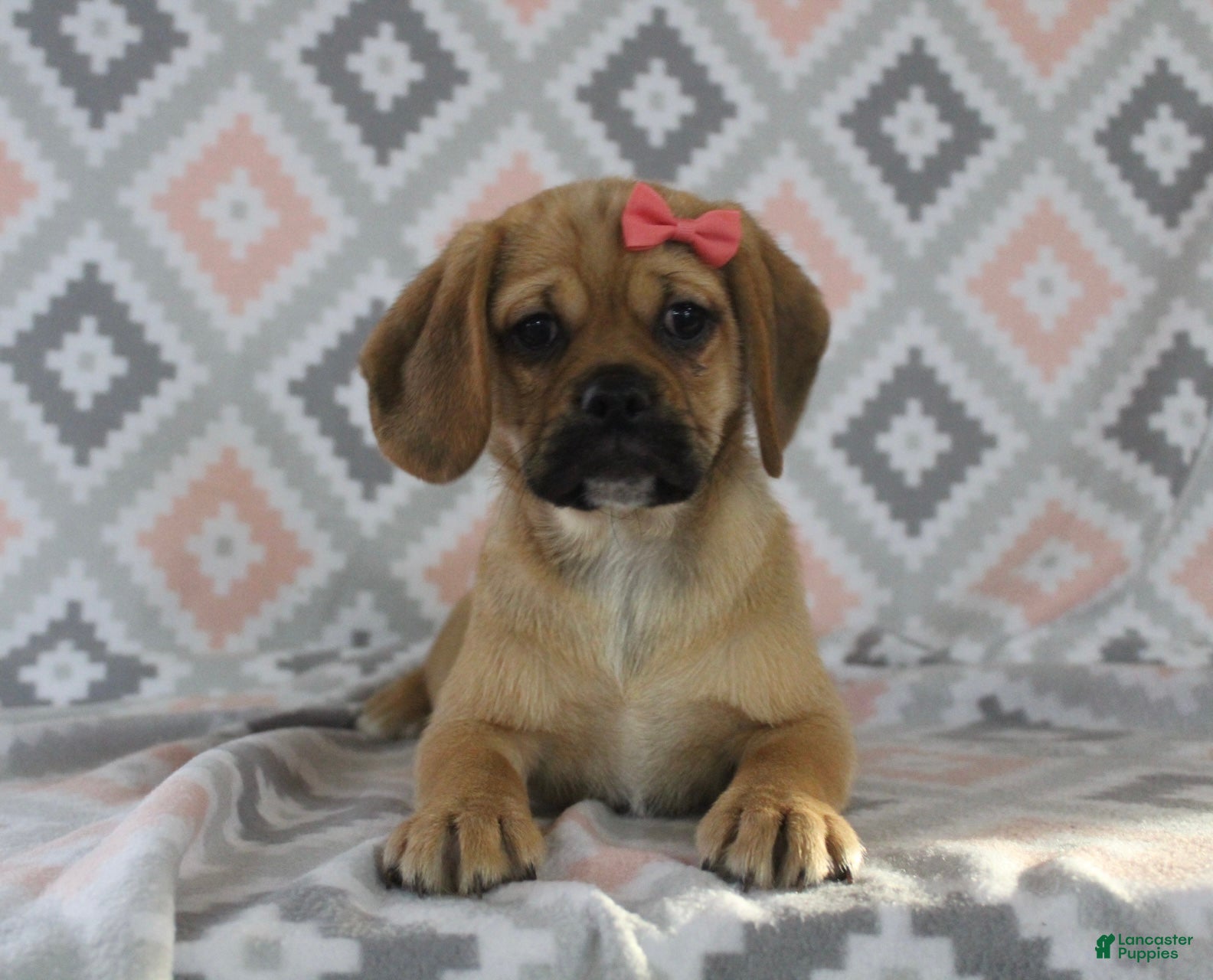 Puggle dogs Gretchen - Ad 2