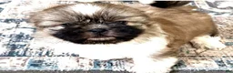 Shih Tzu dogs for sale: Fran - Ad 1