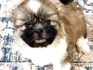 Shih Tzu dogs Fran - Ad 21