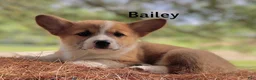 Welsh Corgi Pembroke dogs for sale: Bailey - Ad 1