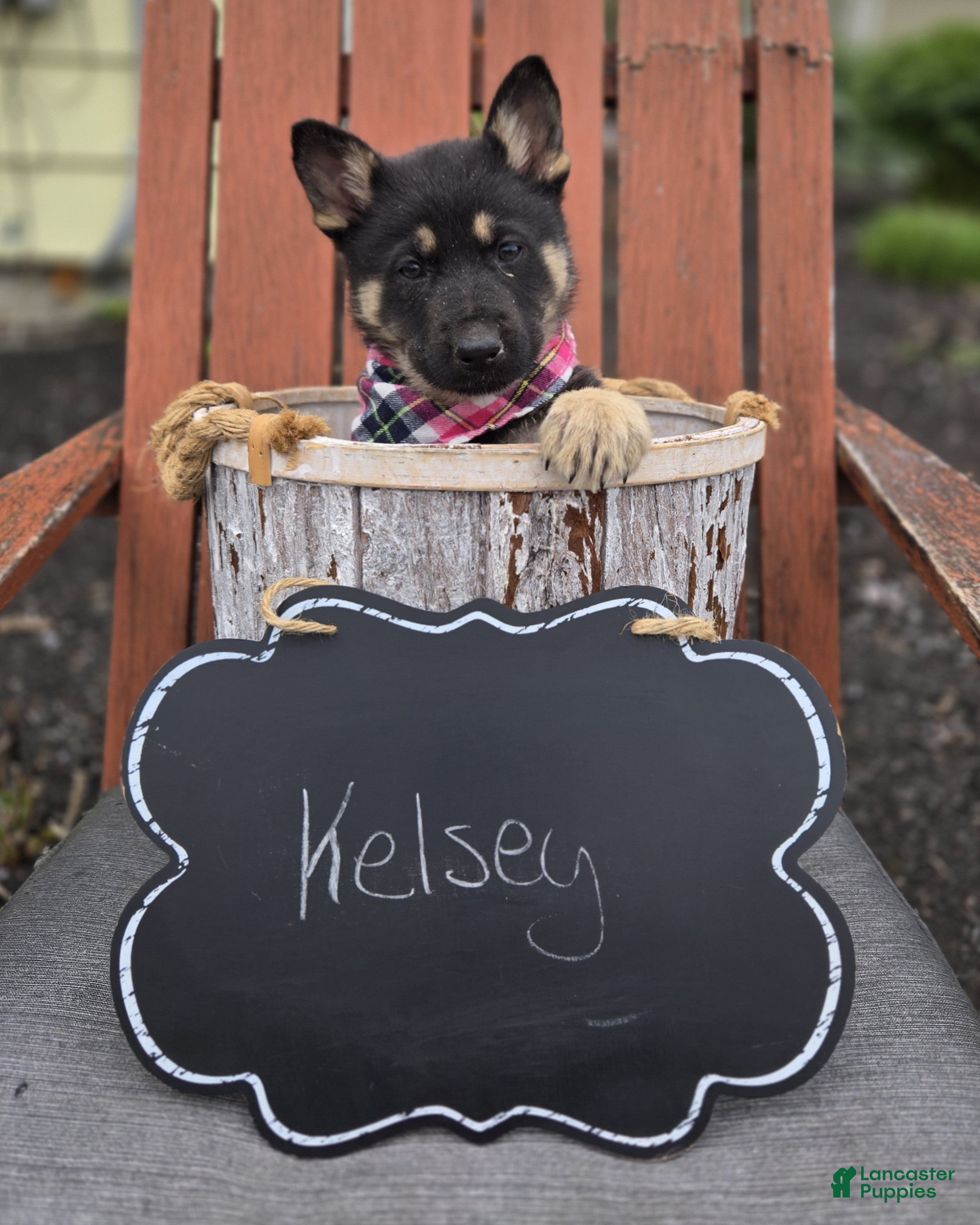 German Shepherd dogs Kelsey - Ad 2