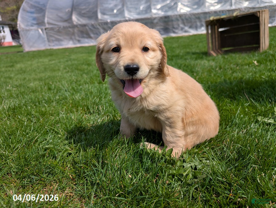 Mixed Breed dogs Andy - Ad 1