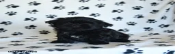 Shih Tzu dogs for sale: Kruz - Ad 3