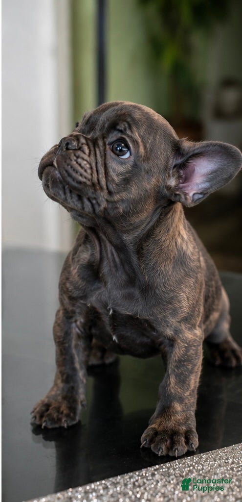 French Bulldog dogs SUGAR - Ad 1