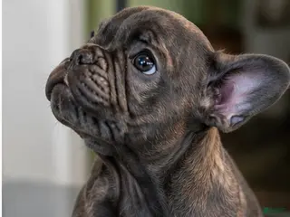 French Bulldog dogs for sale: SUGAR - Ad 2