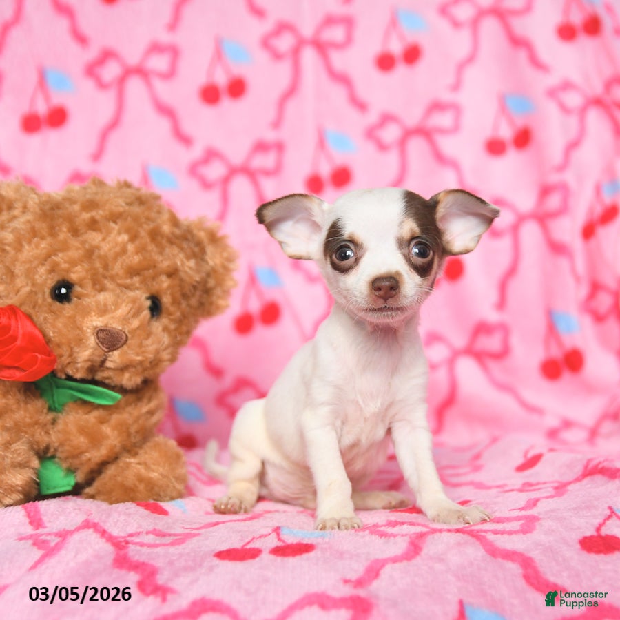 Chihuahua dogs Charlie - Ad 2