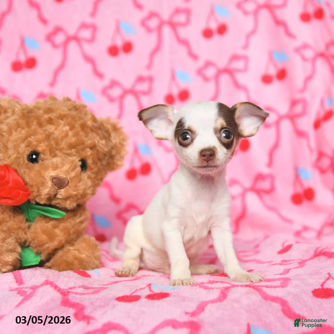 Chihuahua dogs for sale: Charlie - Ad 2