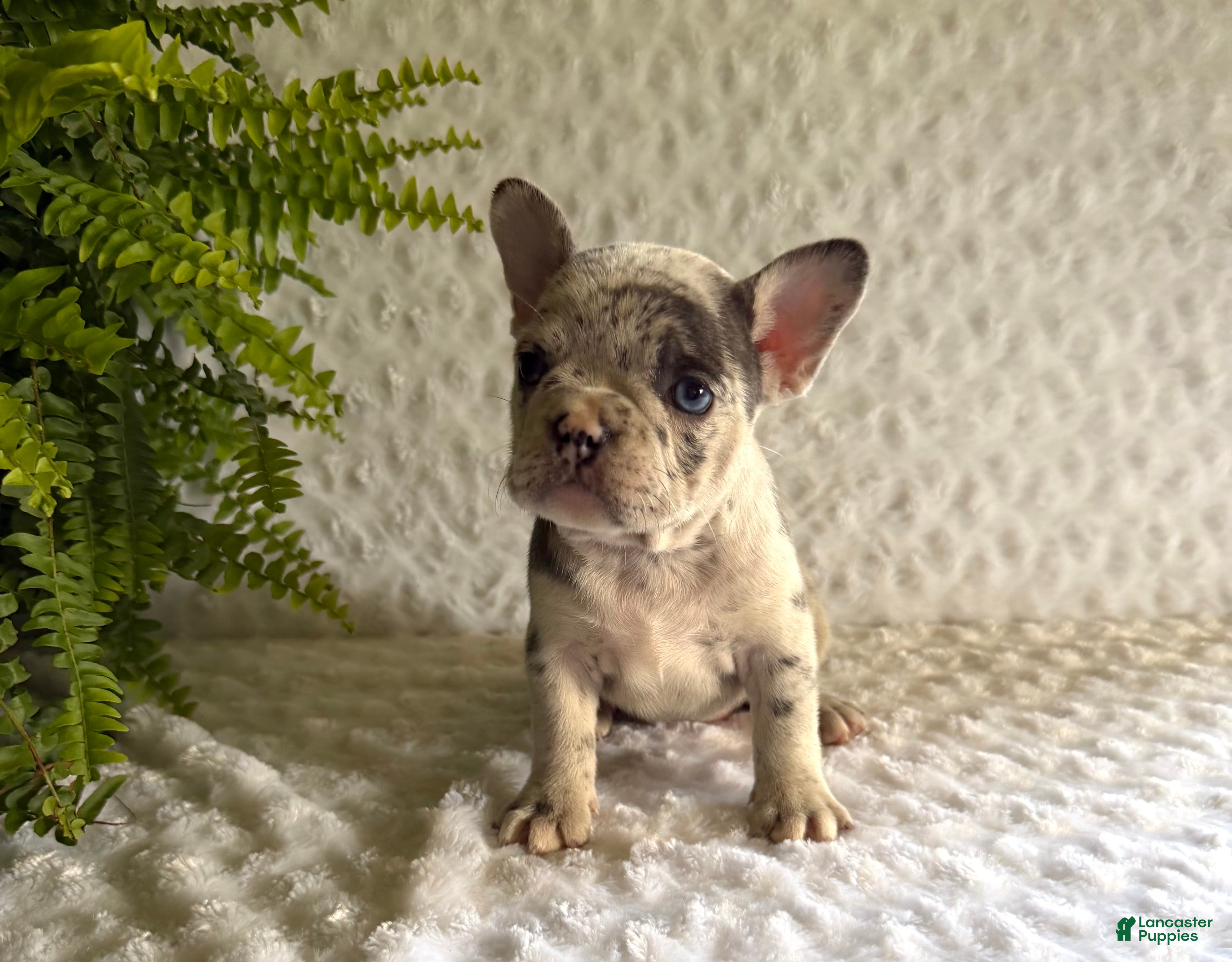 French Bulldog dogs Twinkle - Ad 2