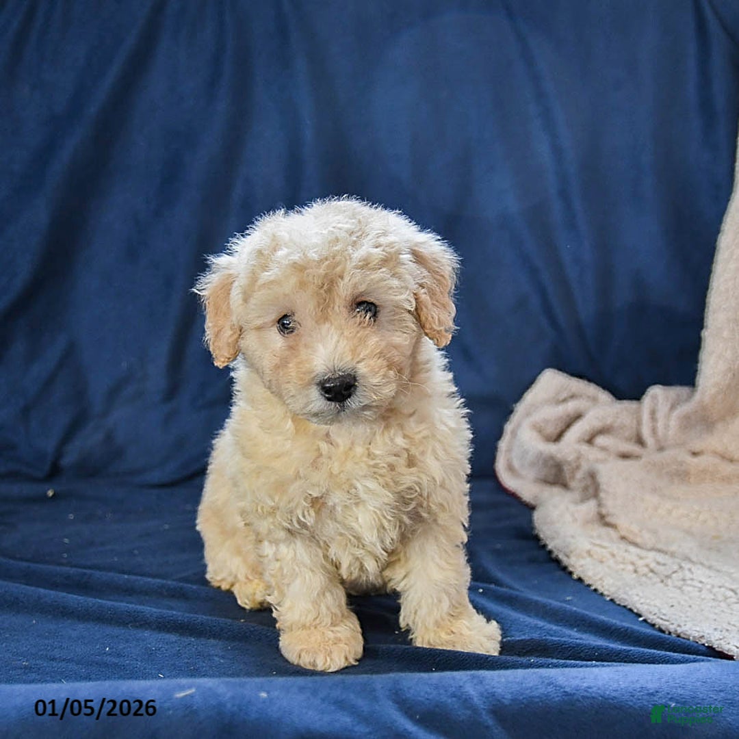 Miniature Poodle dogs for sale: Boots - Ad 3