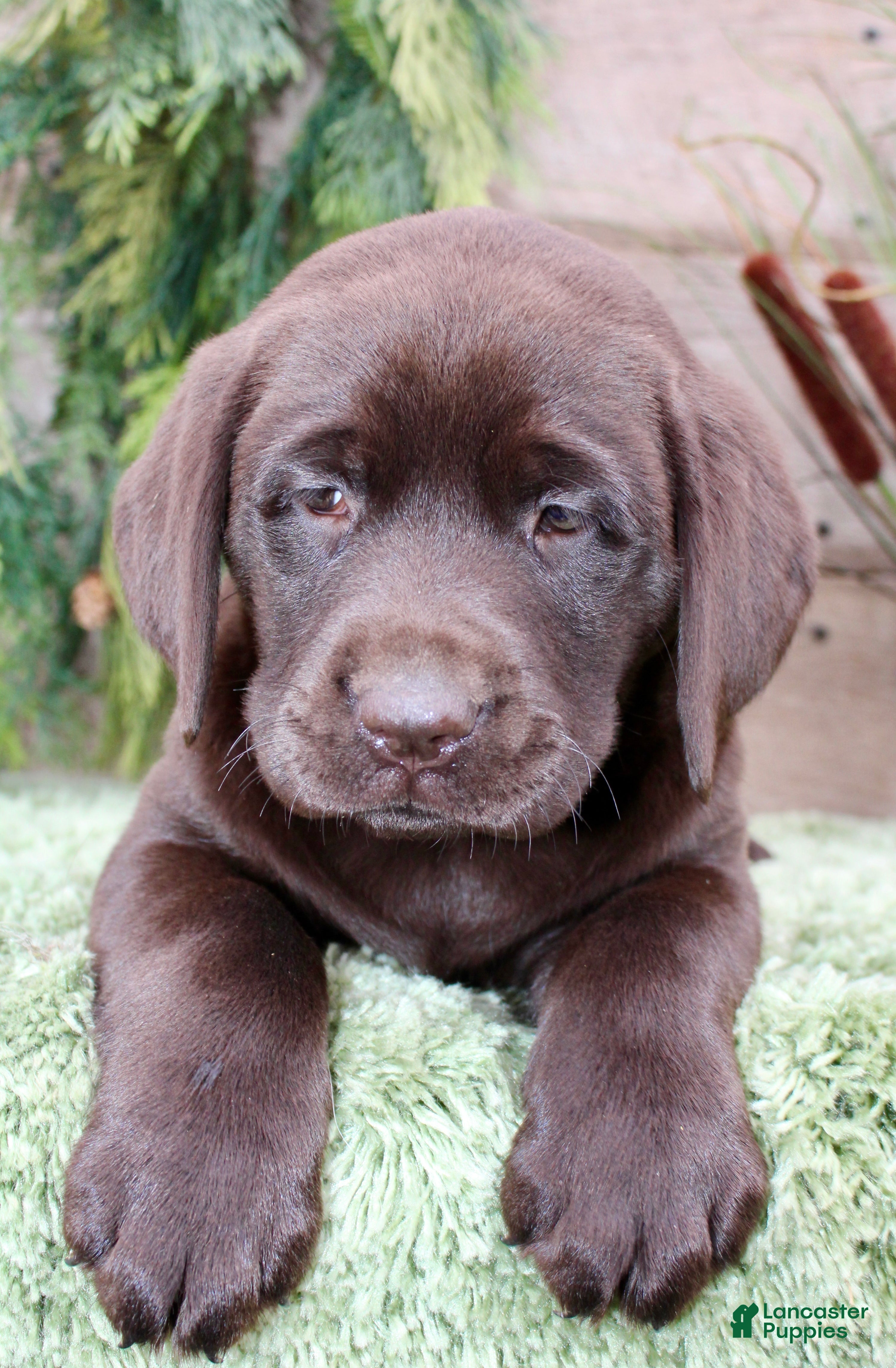 Labrador Retriever dogs Lula - Ad 1