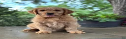 Mini Goldendoodle dogs for sale: Mini Goldendoodle 2 - Ad 10