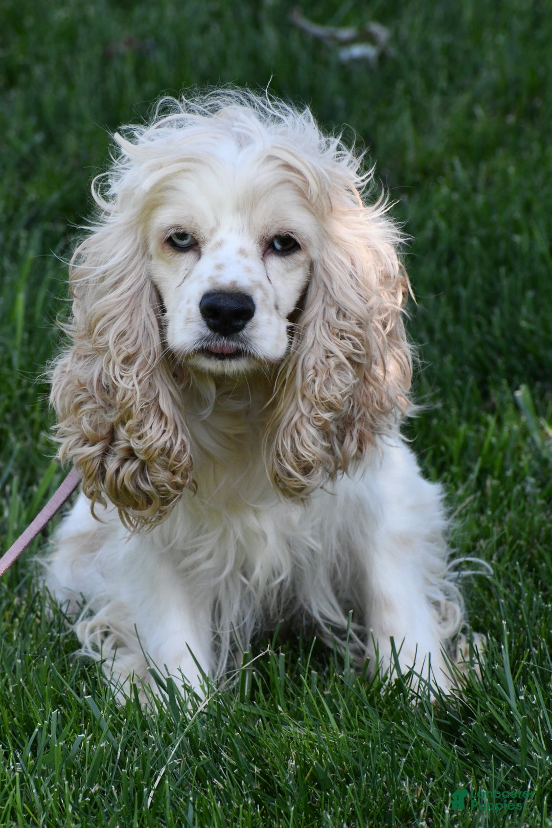 Cockalier dogs for sale: Vail - Ad 11