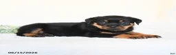 Rottweiler dogs for sale: Abby - Ad 3