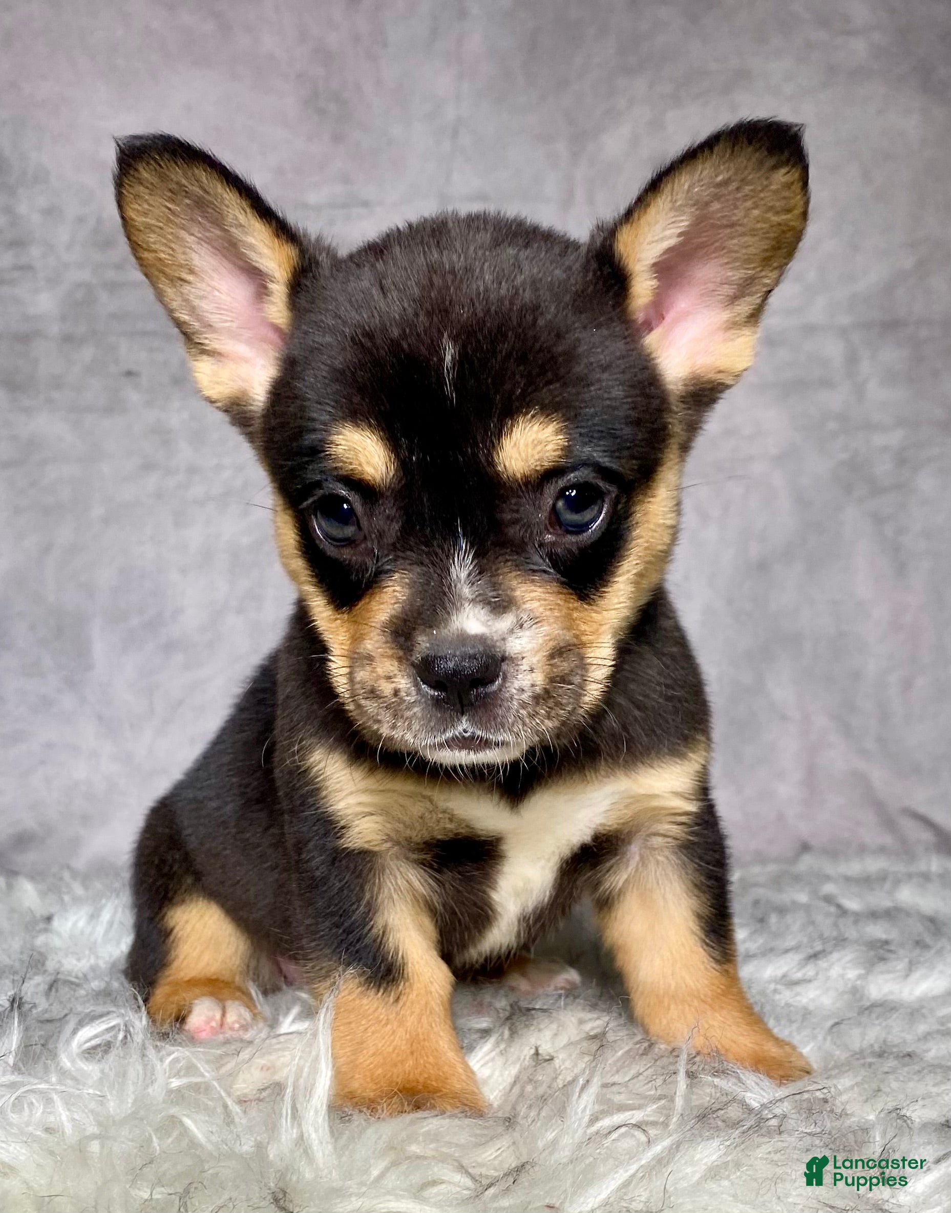 Mixed Breed dogs Miss Sadie  - Ad 2