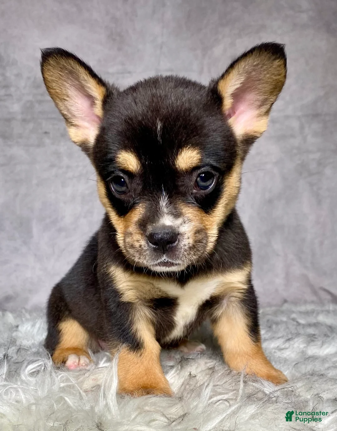 Mixed Breed dogs for sale: Miss Sadie  - Ad 2