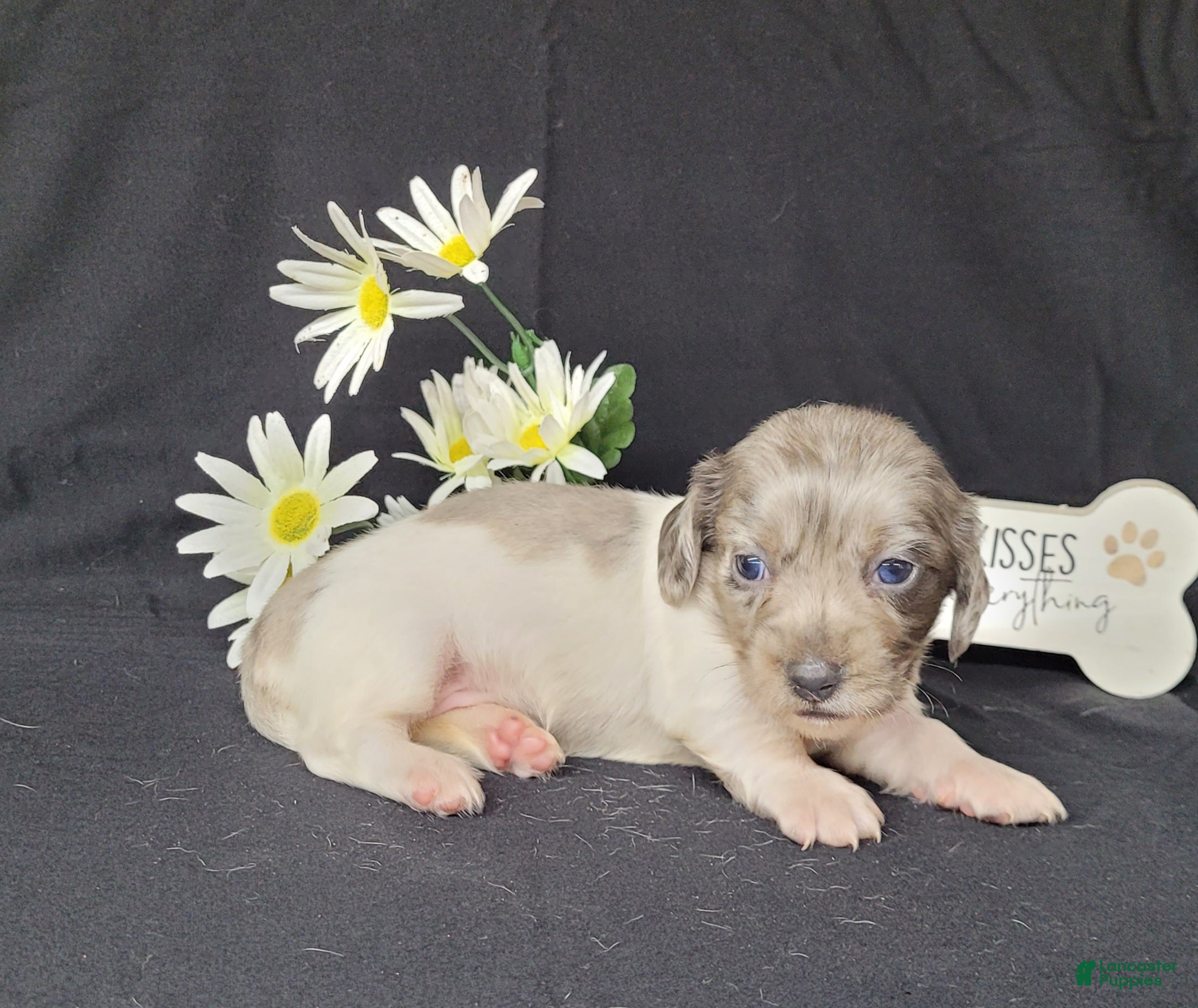 Miniature Dachshund dogs Celia AKC Dapple pie - Ad 2