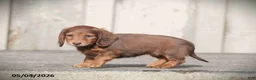 Miniature Dachshund dogs for sale: Darla - Ad 4