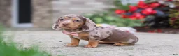 Miniature Dachshund dogs for sale: Ivy - Ad 6
