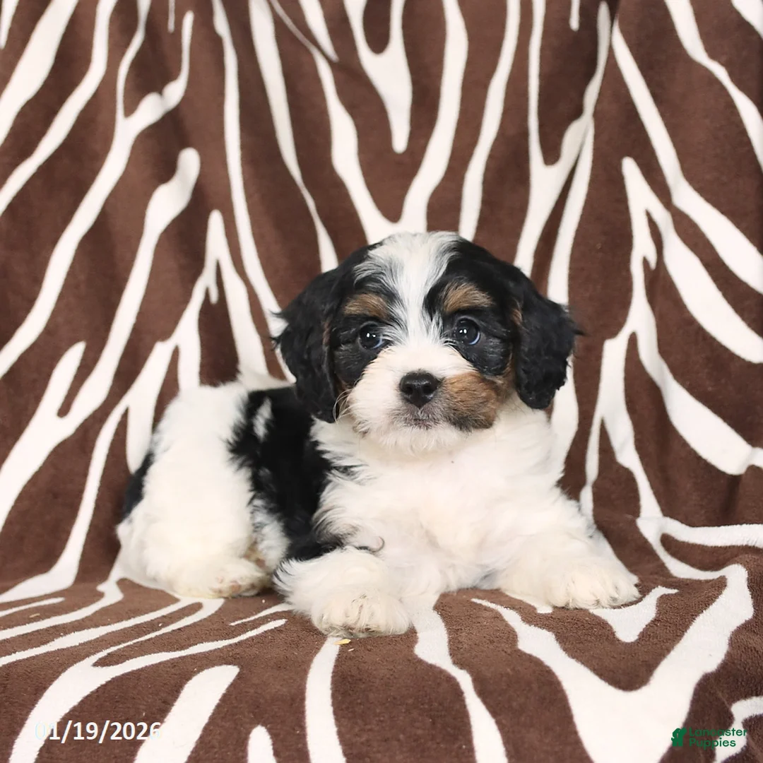 Cavapoo dogs for sale: Sawyer - Ad 3