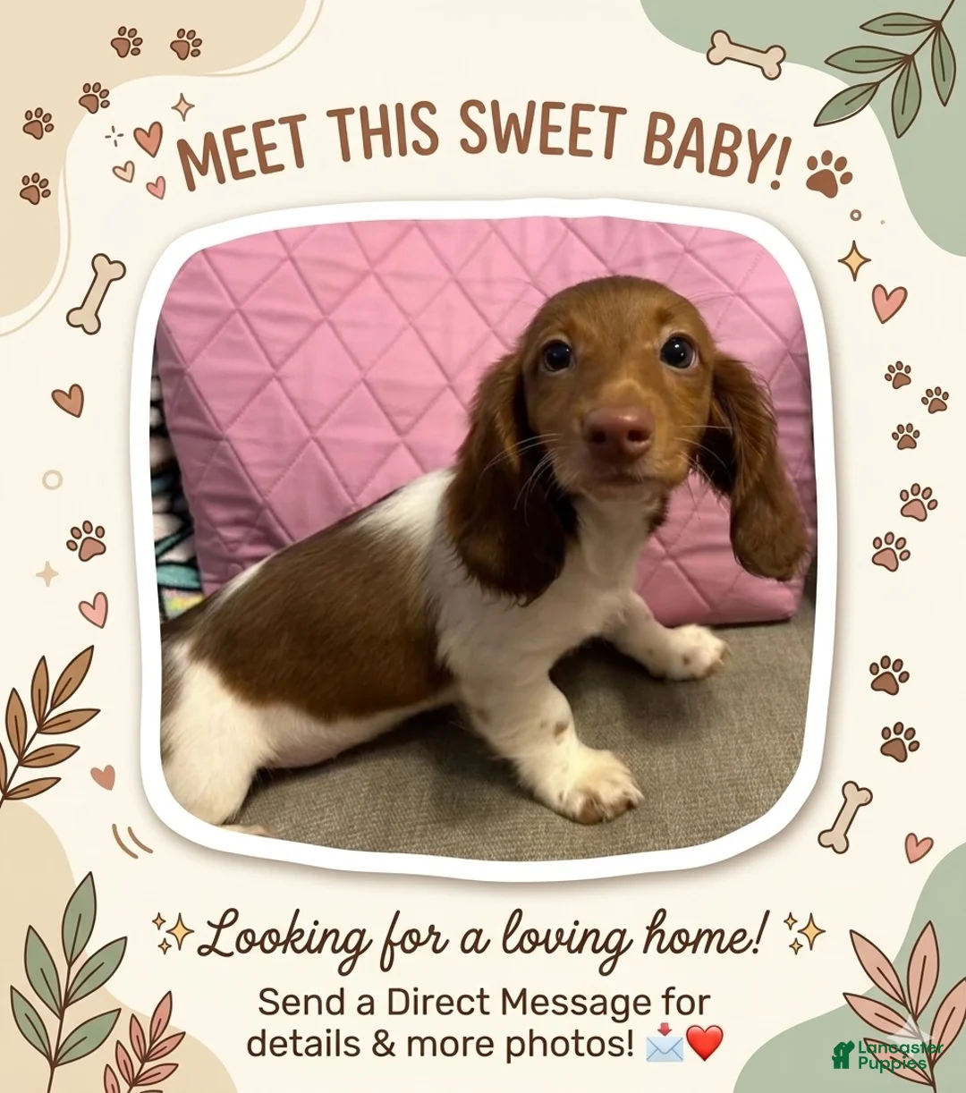 Dachshund dogs for sale: Dachshund 3 - Ad 5