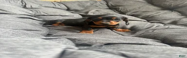 Dachshund Puppy 4