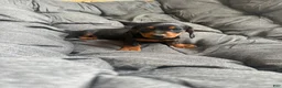 Dachshund dogs for sale: Dachshund Puppy 4 - Ad 1