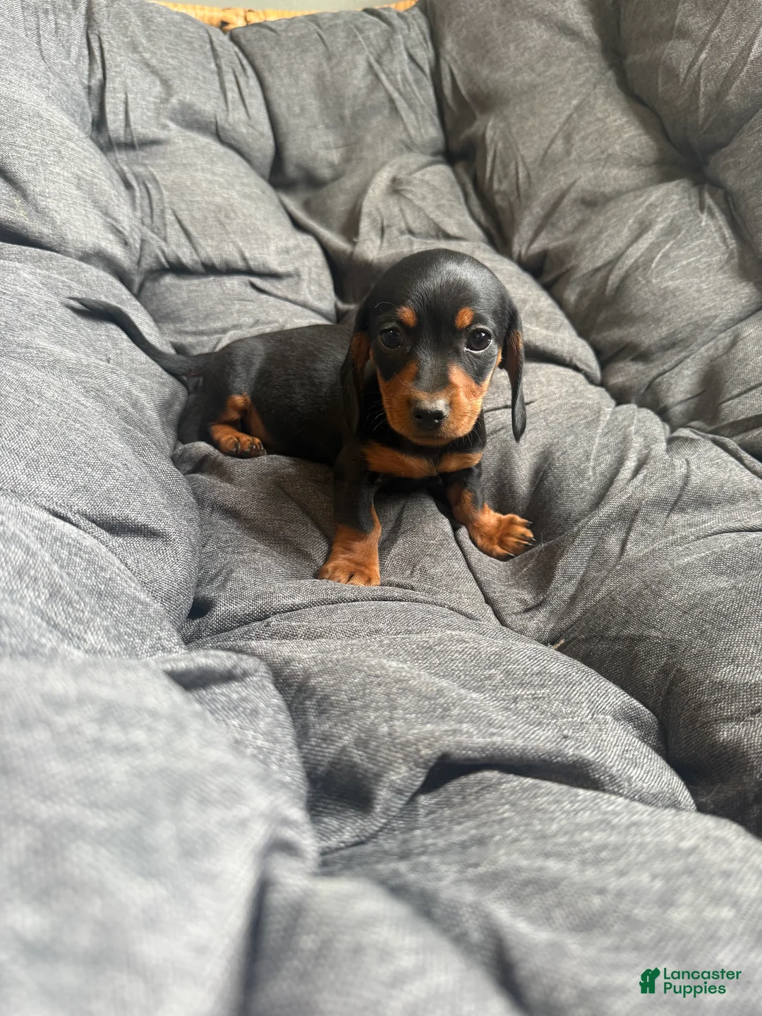 Dachshund dogs for sale: Dachshund Puppy 4 - Ad 1