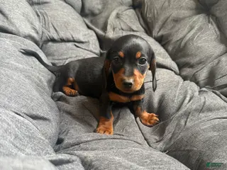 Dachshund dogs Dachshund Puppy 4 - Ad 33