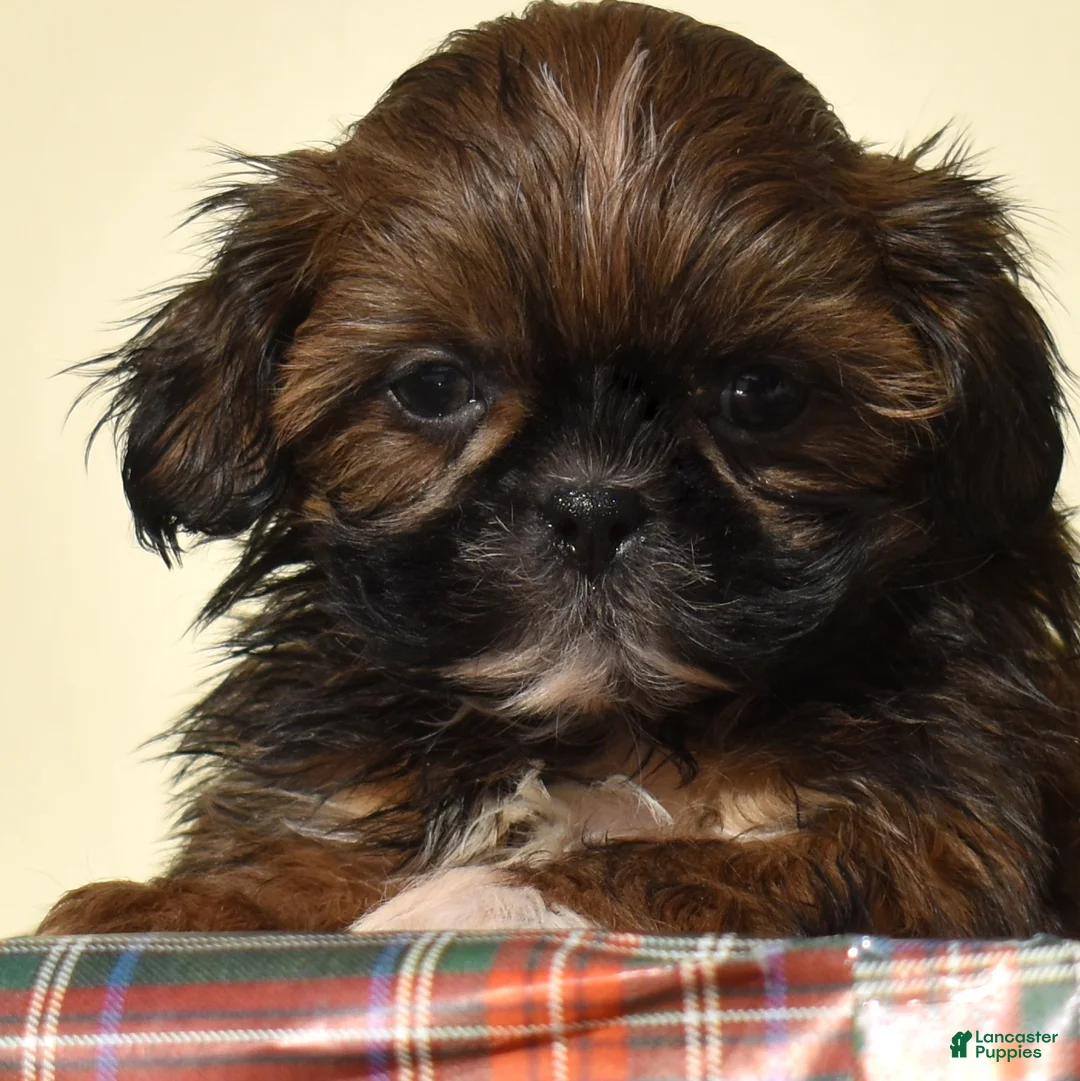 Shih Tzu dogs for sale: Bear (Tiny) - Ad 4
