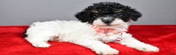 Miniature Poodle dogs for sale: Amanda - Ad 12