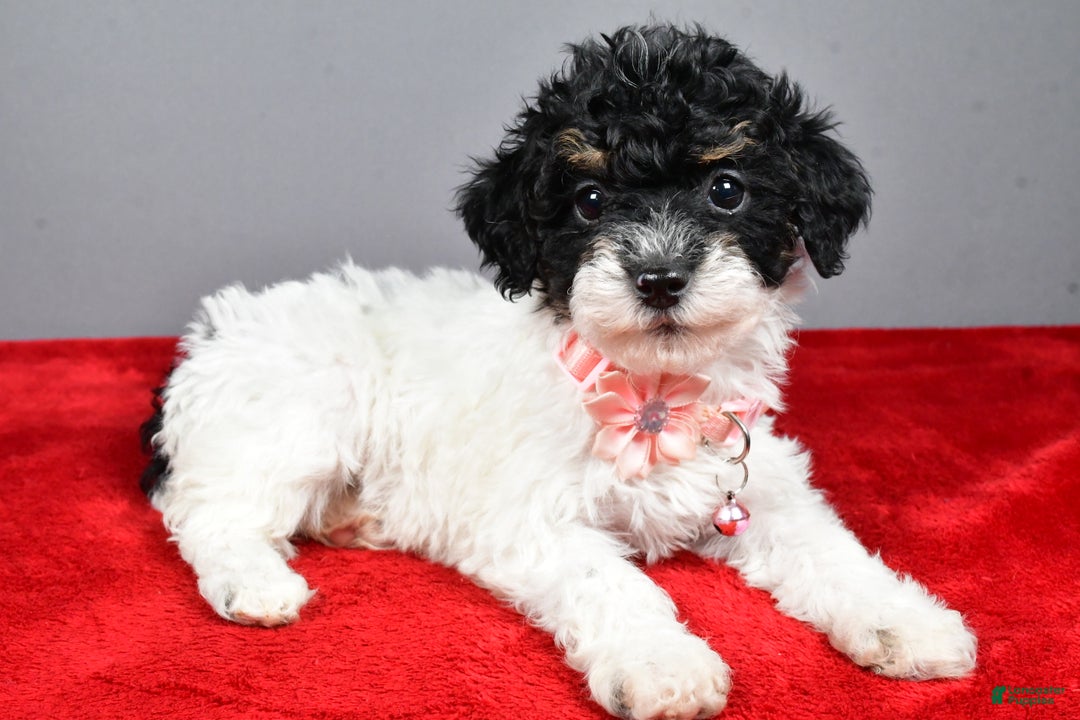 Miniature Poodle dogs for sale: Amanda - Ad 12