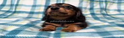 Miniature Dachshund dogs for sale: Black and Tan Long Haired Male AKC  - Ad 3