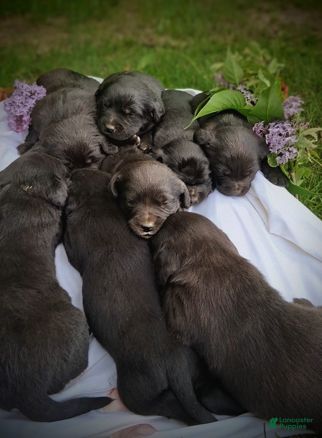 Mixed Breed dogs for sale: Mixed Breed Puppy 4 - Ad 1