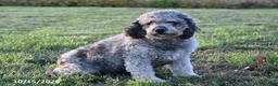 Mini Goldendoodle dogs for sale: Julia - Ad 1