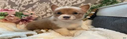 Welsh Corgi Pembroke dogs for sale: Sasha - Ad 3