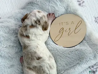 Goldendoodle dogs Belle - Ad 42