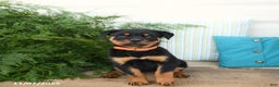 Rottweiler dogs for sale: Alexa - Ad 2