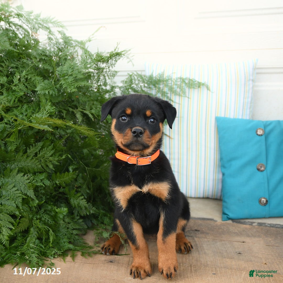 Rottweiler dogs for sale: Alexa - Ad 2