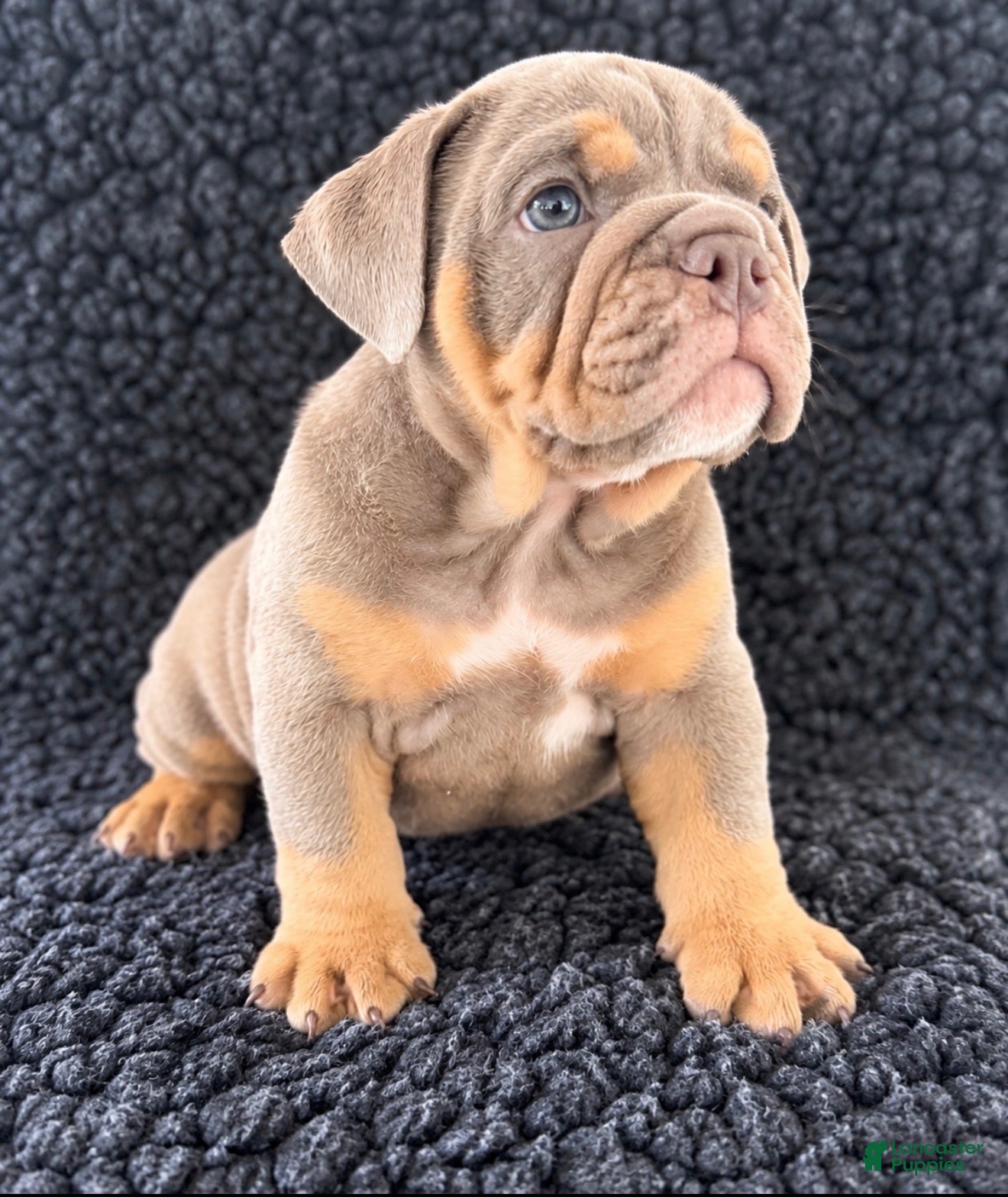 English Bulldog dogs English Bulldog 1 - Ad 1