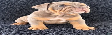 English Bulldog 1