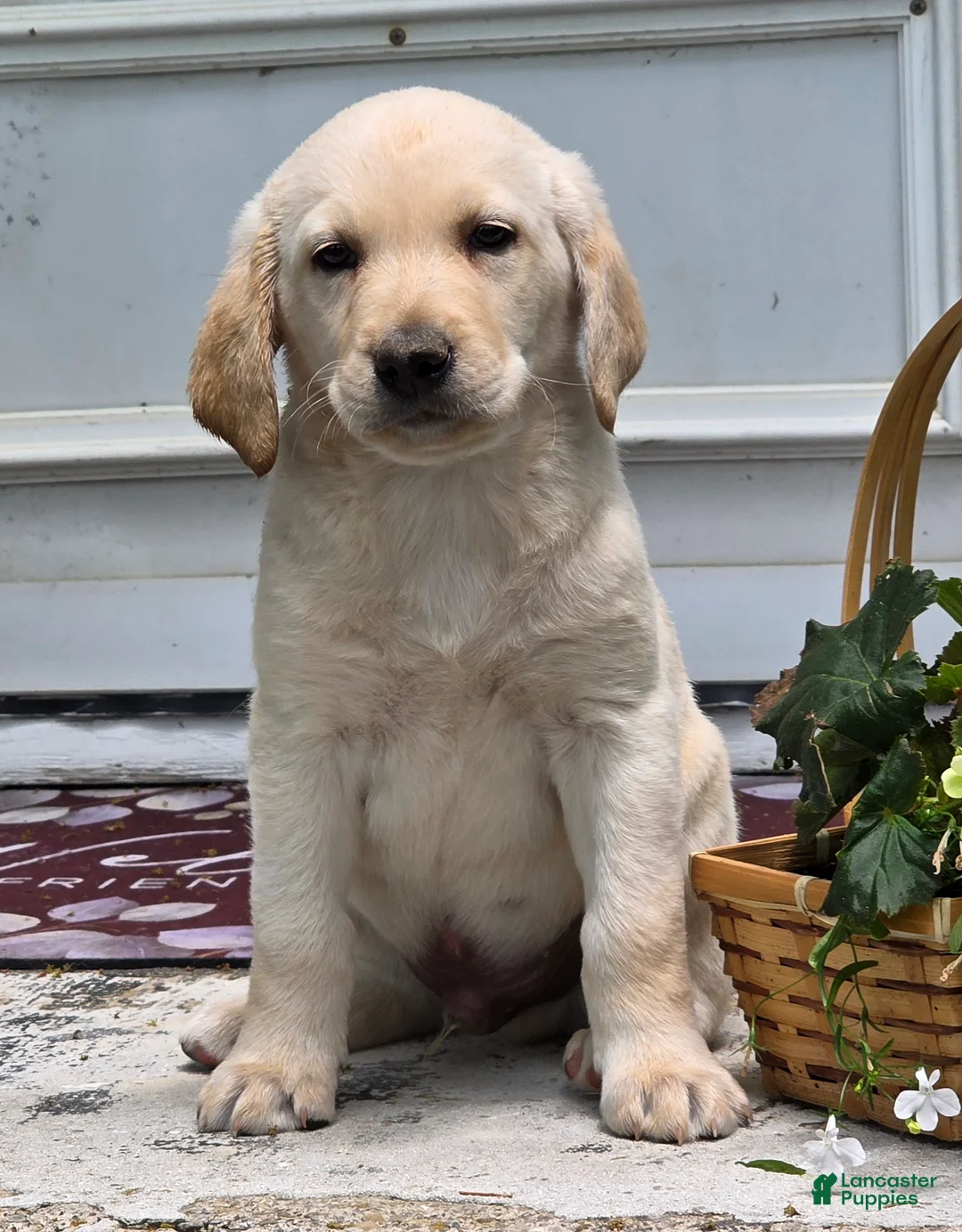 Labradoodle dogs for sale: Buttermilk  - Ad 1