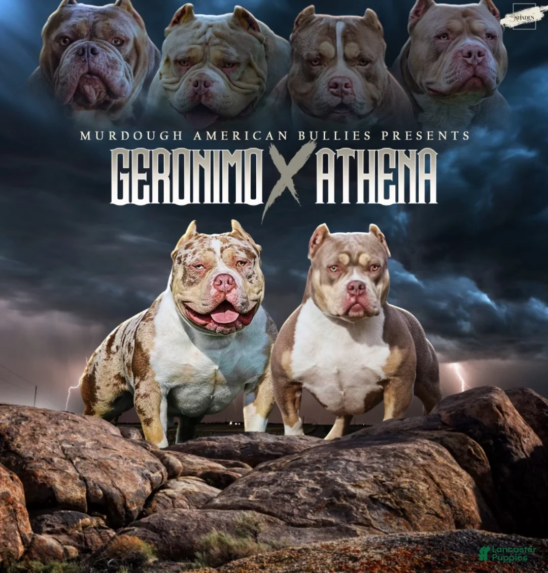 American Bully dogs for sale: American Bully Puppy 1 - Ad 2