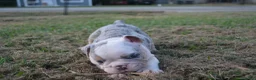 English Bulldog dogs for sale: Butterfly  - Ad 3