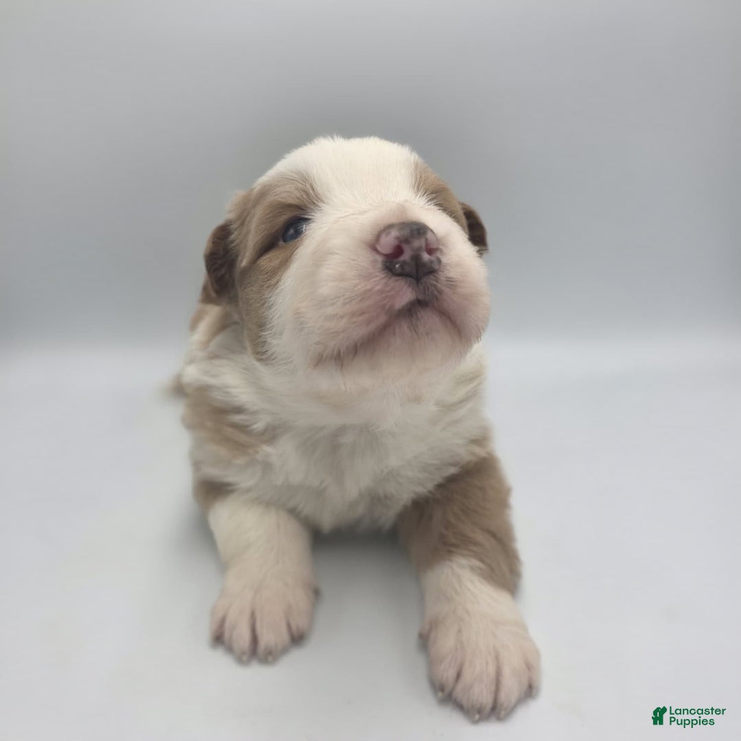 Australian Shepherd dogs for sale: Luke - Ad 1