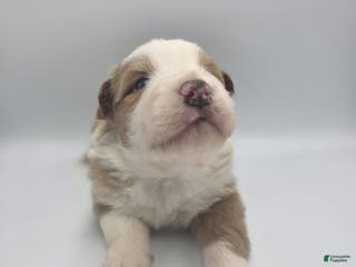 Australian Shepherd dogs Luke - Ad 36