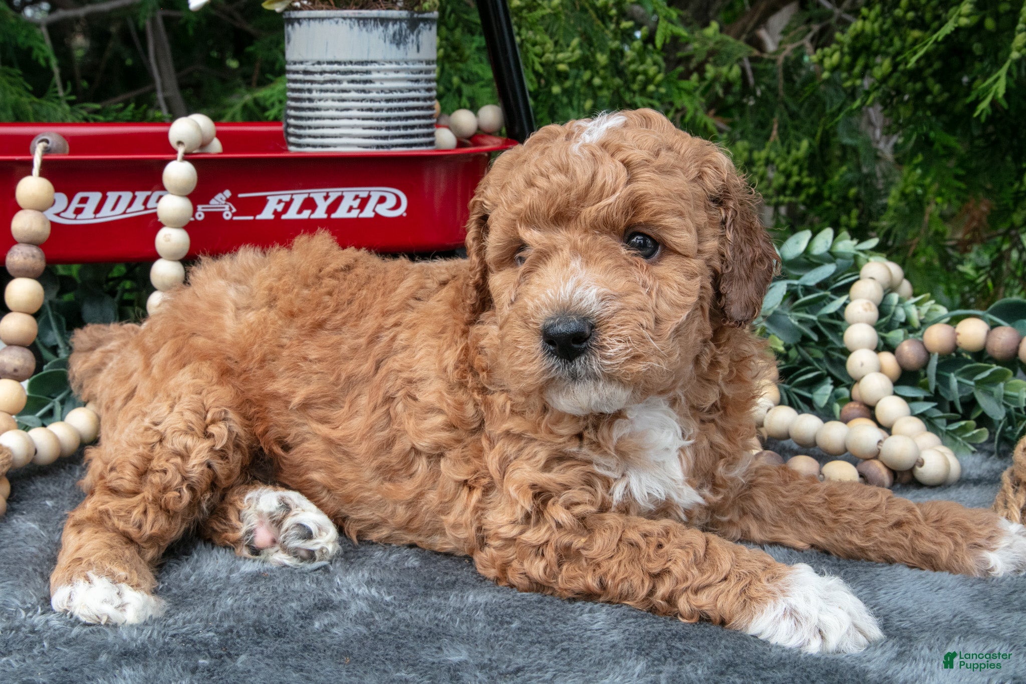 Cavapoo dogs Seymour - Ad 2