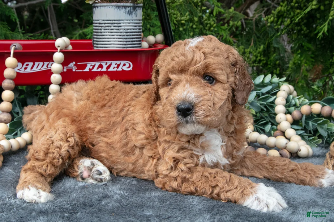 Cavapoo dogs for sale: Seymour - Ad 2